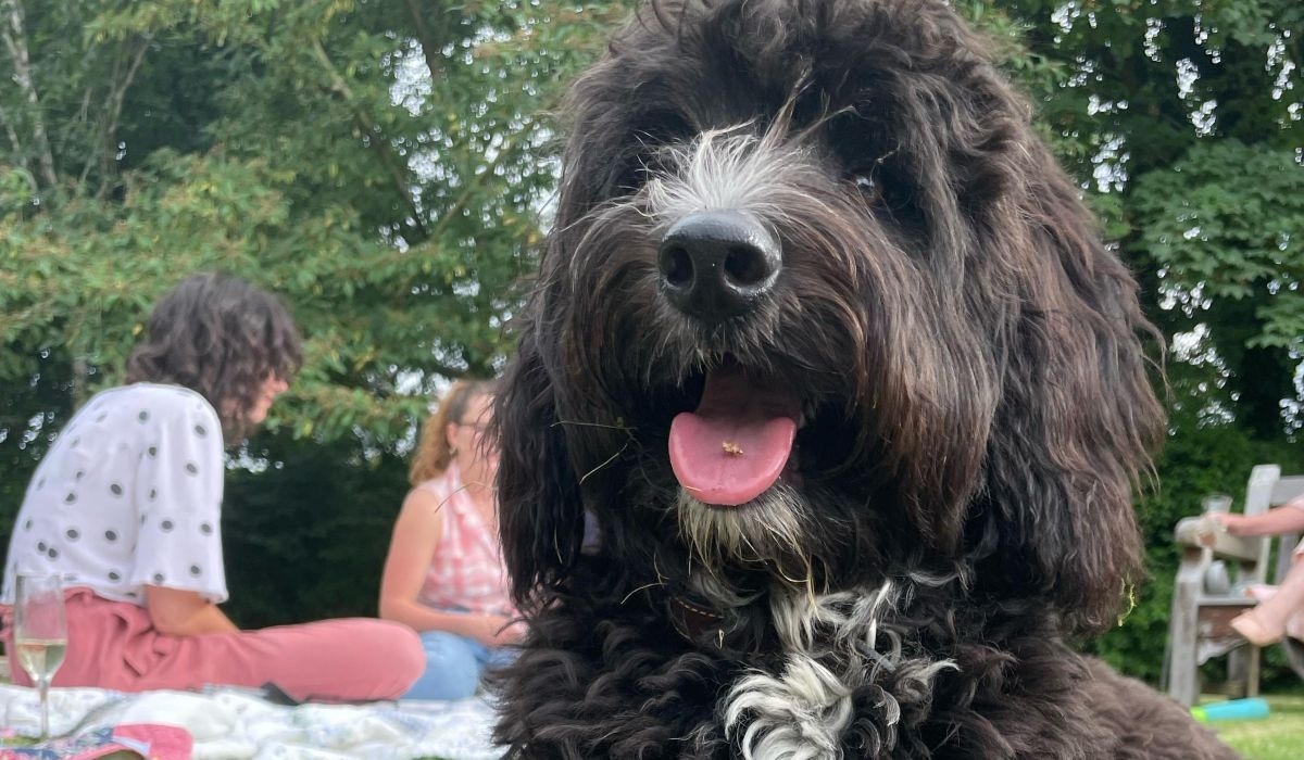 A cute fluffy black dog with white markings on his nose and chest is lying down in the garden at a BBQ party