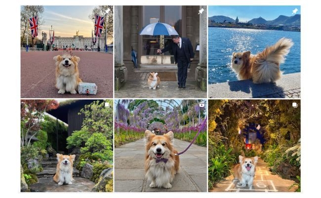 Marcel le Corgi's Instagram grid