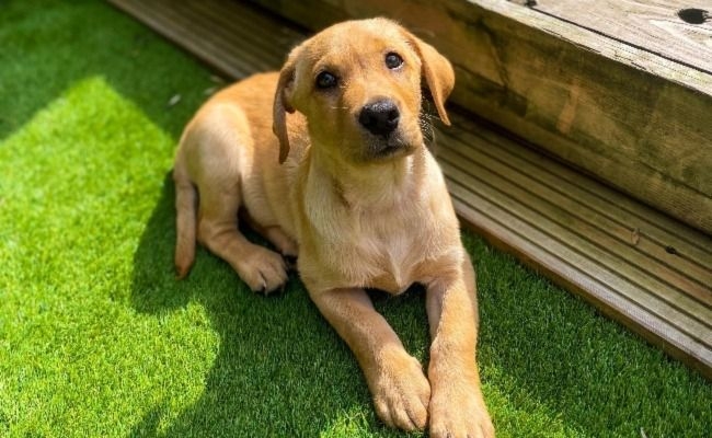 Labrador puppy laying outside