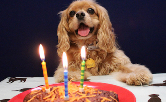 A very happy, golden Cavalier King Charles Spaniel with his paws up on the table, looking eagerly at his dog-friendly birthday cake.