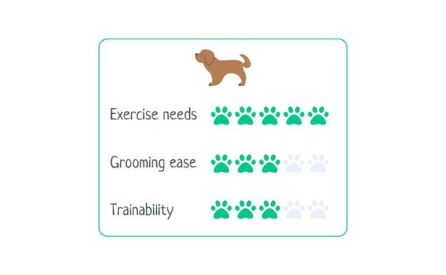 Siberian Husky  Exercise Needs 5/5 Grooming Ease 3/5 Trainability 3/5