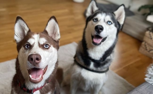 Ivy and Kira, the Siberian Husky