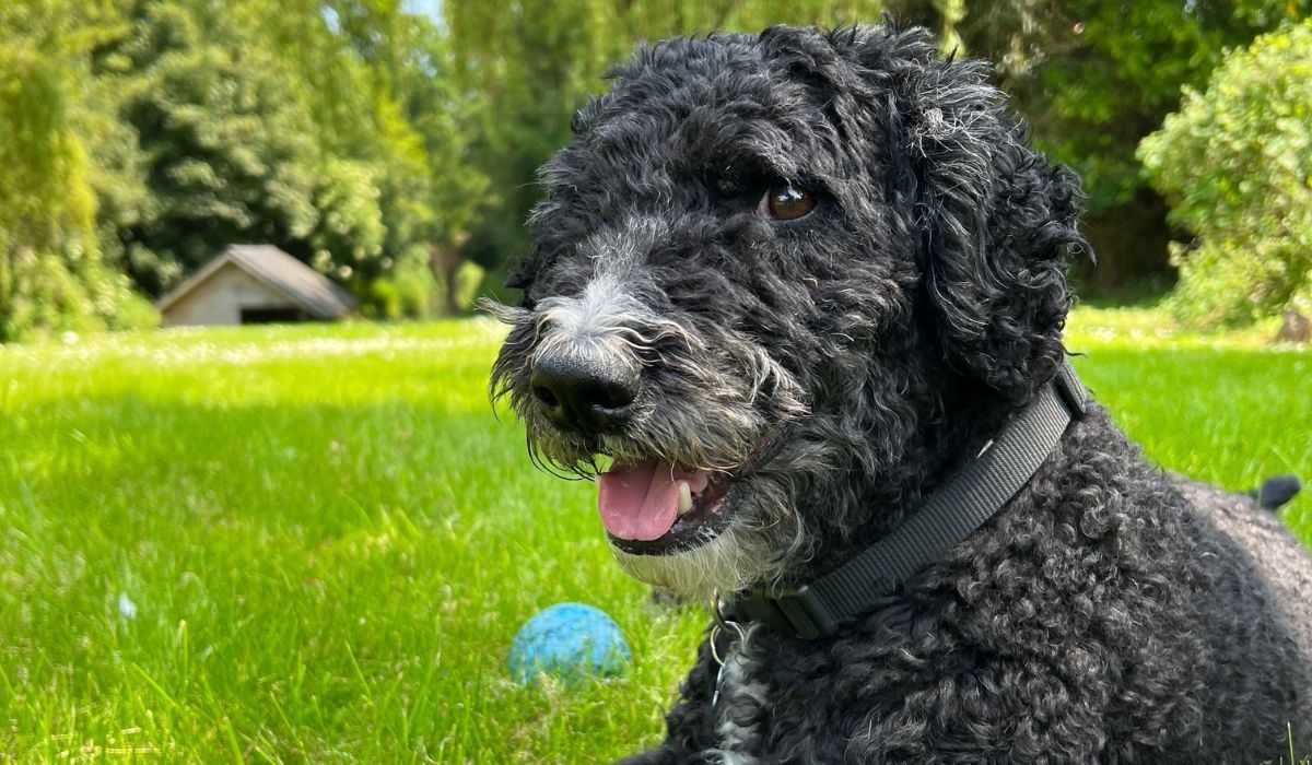 Spanish Water Dog