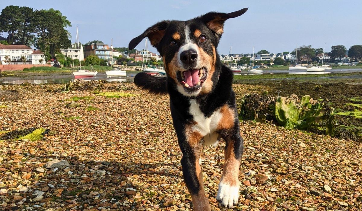 Doggy member Alfie, the Entlebucher Mountain Dog enjoying a run on the pebbled bay