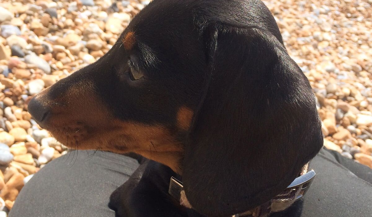 Bodger looks off to the distance on a pebble beach