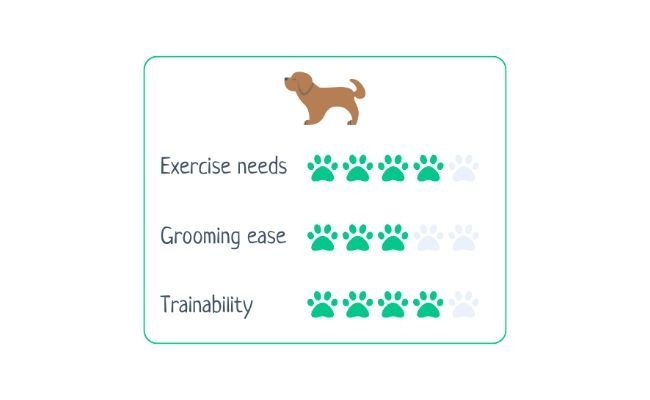 Welsh Springer Spaniel  Exercise Needs 4/5 Grooming Ease 3/5 Trainability 4/5