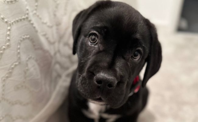 Bella, the Cane Corso