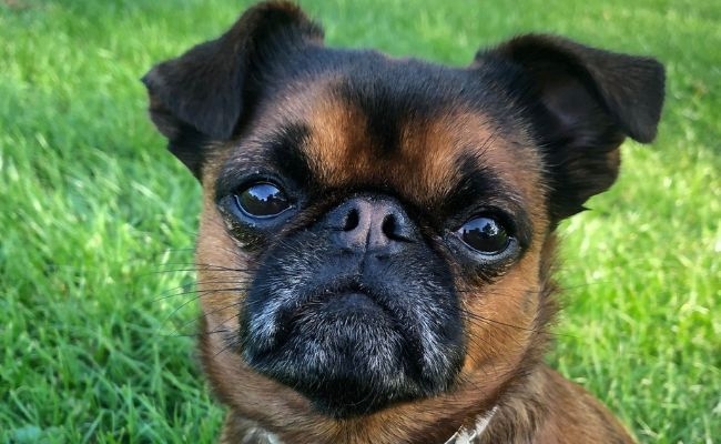 Jack, the Brussels Griffon