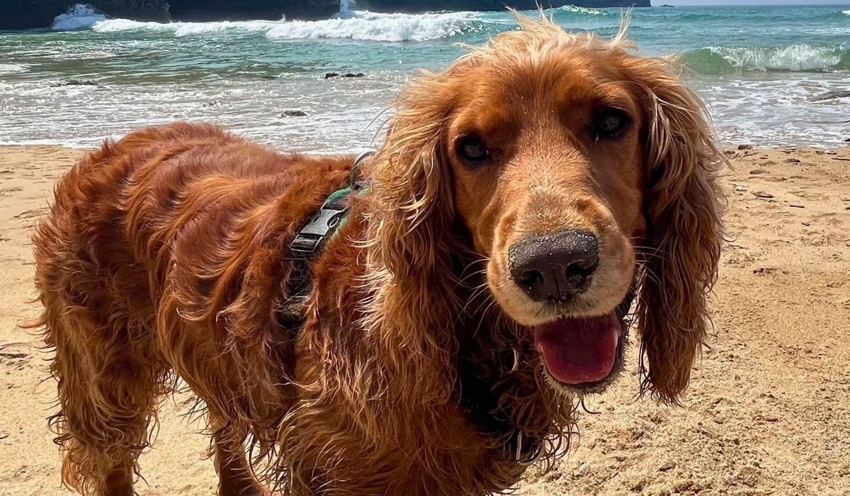 Doggy member Juno, the Cocker Spaniel enjoying a walk along the beach