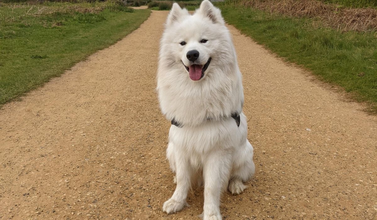 Samoyed