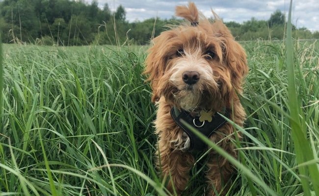 Ralph the Cockapoo enjoying a walk in the overgrown fields