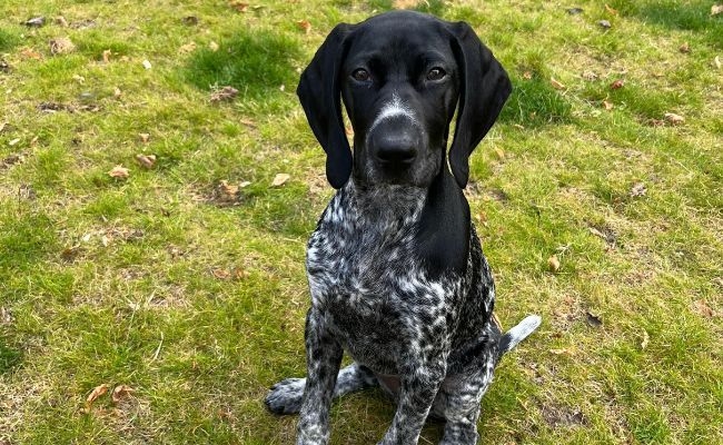 Rhea, the Pointer