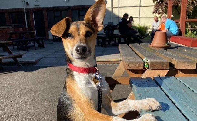 Doggy member Bemmie, the Jack Russell Terrier sat at the picnic bench like a human!