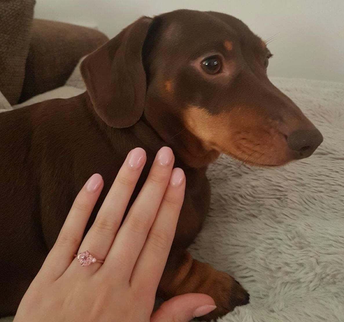 In front of Truffle a hand is showing off an engagement ring