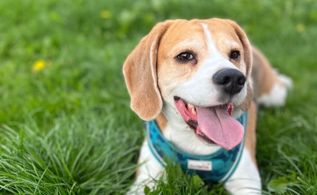 Doggy member Bailey, the Beagle lying down in the grass after a game of fetch