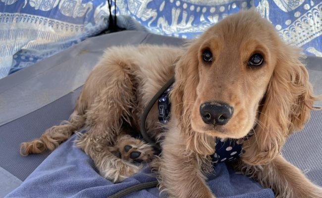 Louis, the Cocker Spaniel chilling on a beach towel in a little pop up tent