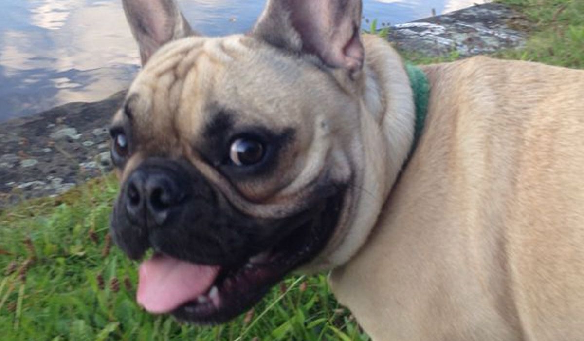 Reggie stands in front of a lake edge, looking excited