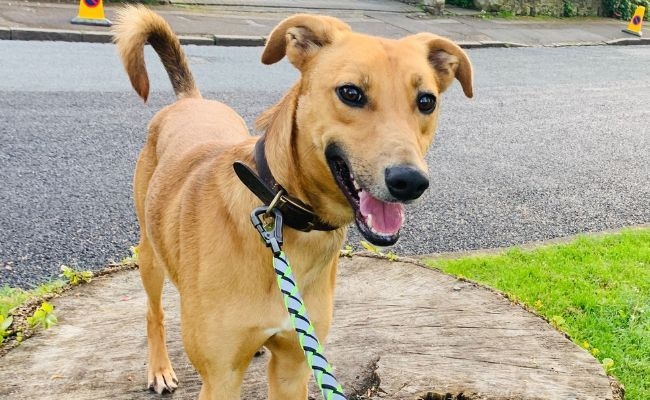 Doggy member Chester, the Lurcher, standing on a large tree trunk that has been smoothed over making it the perfect resting spot on a walkies