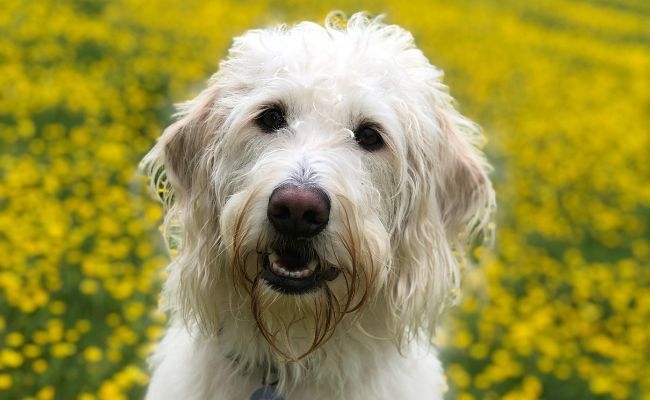 Nelly, the Labradoodle