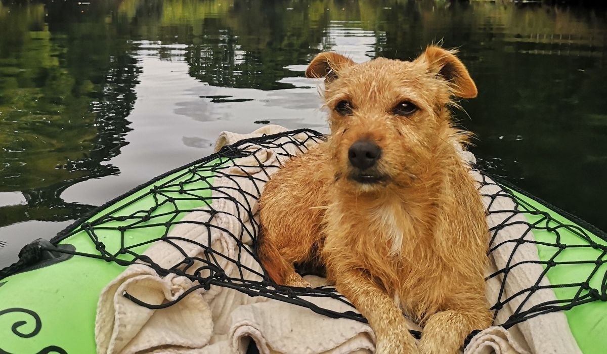 A scruffy cute pup lying casually on an inflatable boat on a still river