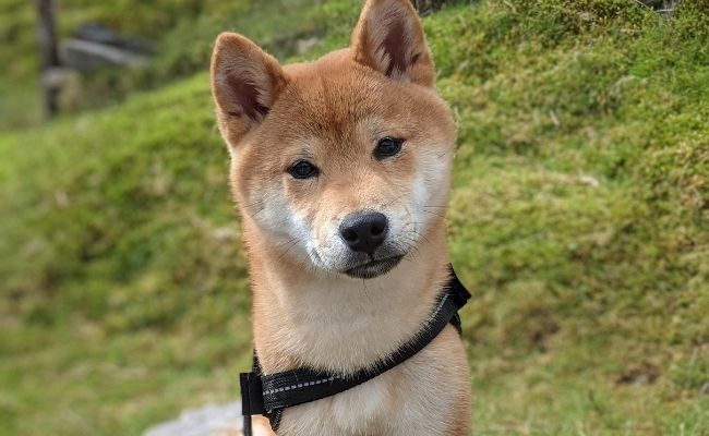 Yoshi, the Shiba Inu