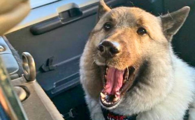 Loki, the Norwegian Elkhound