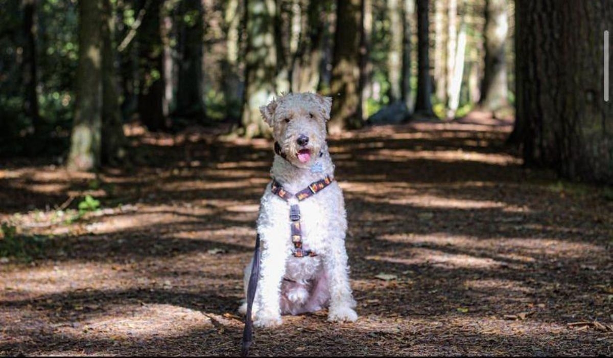 Wire Fox Terrier