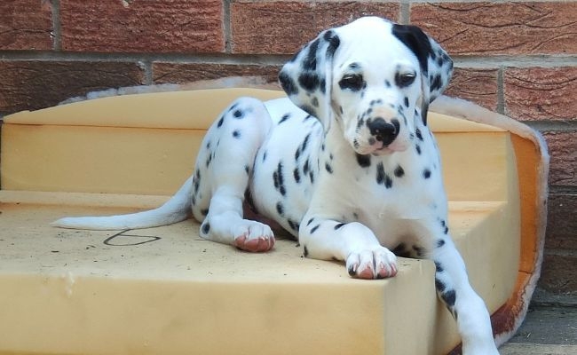 Wilf, the Dalmatian