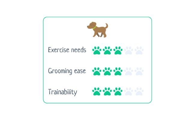 Lakeland Terrier  Exercise Needs 3/5 Grooming Ease 3/5 Trainability 3/5