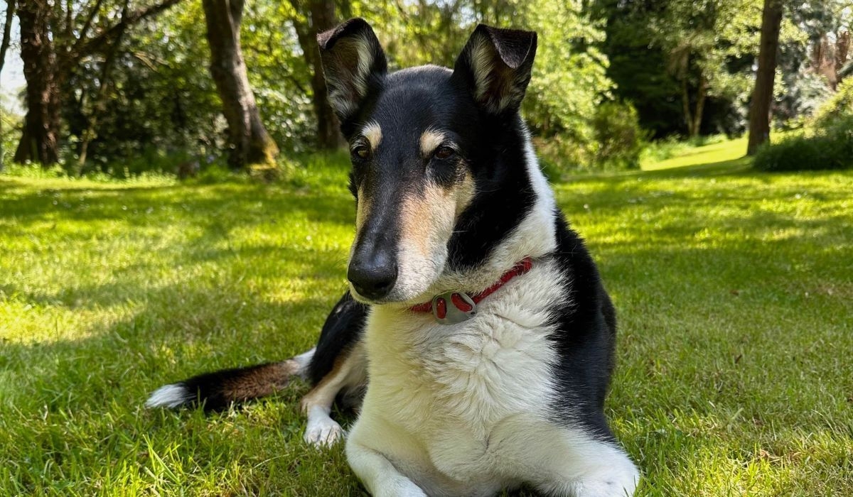 Smooth Collie