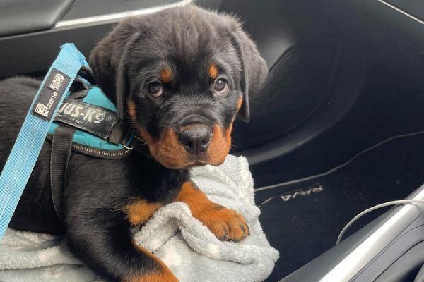 Doggy member Piper, the Rottweiler, wearing a K9 harness sitting in a car