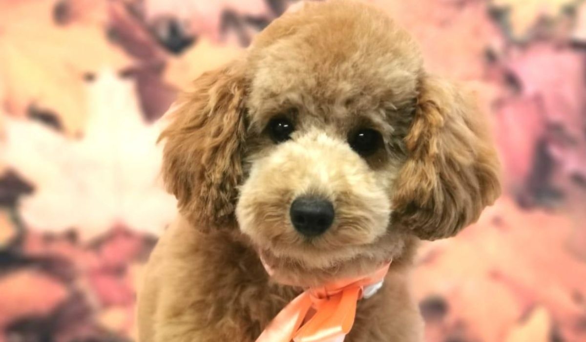 Lexi, a gorgeous red Poodle, sitting pretty after her groom