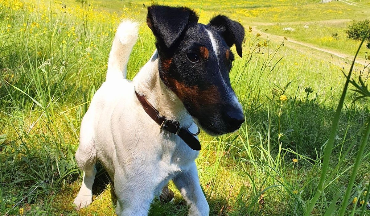 Smooth Fox Terrier