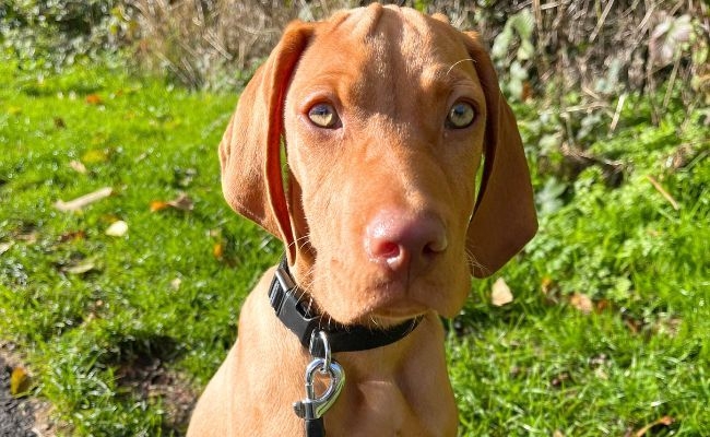 Dexter, the Hungarian Vizsla