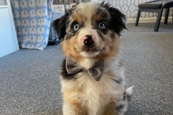 Barley, the Australian Shepherd, with merle coat