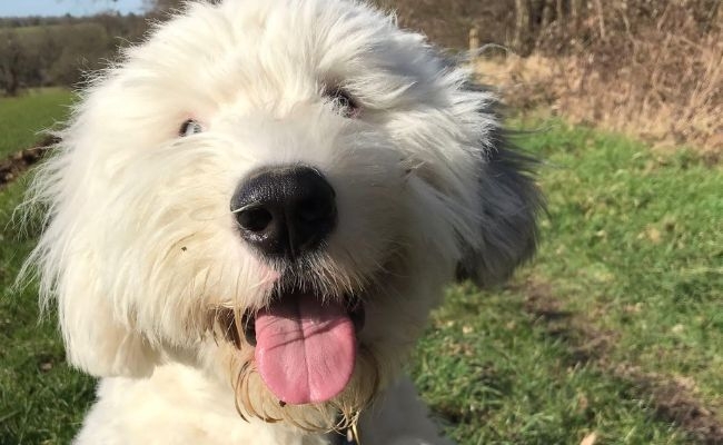 Bob, the Old English Sheepdog