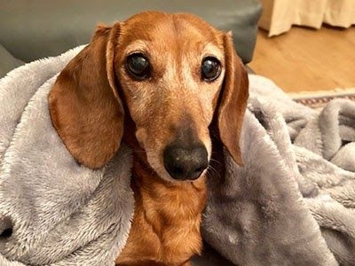 A sausage dog peeks out from under a fluffy blanket