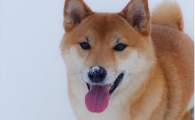 Winston, the Shiba Inu