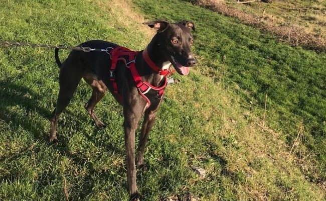 Doggy member Phoenix, the Lurcher, wearing a red harness, out on a sunny walk