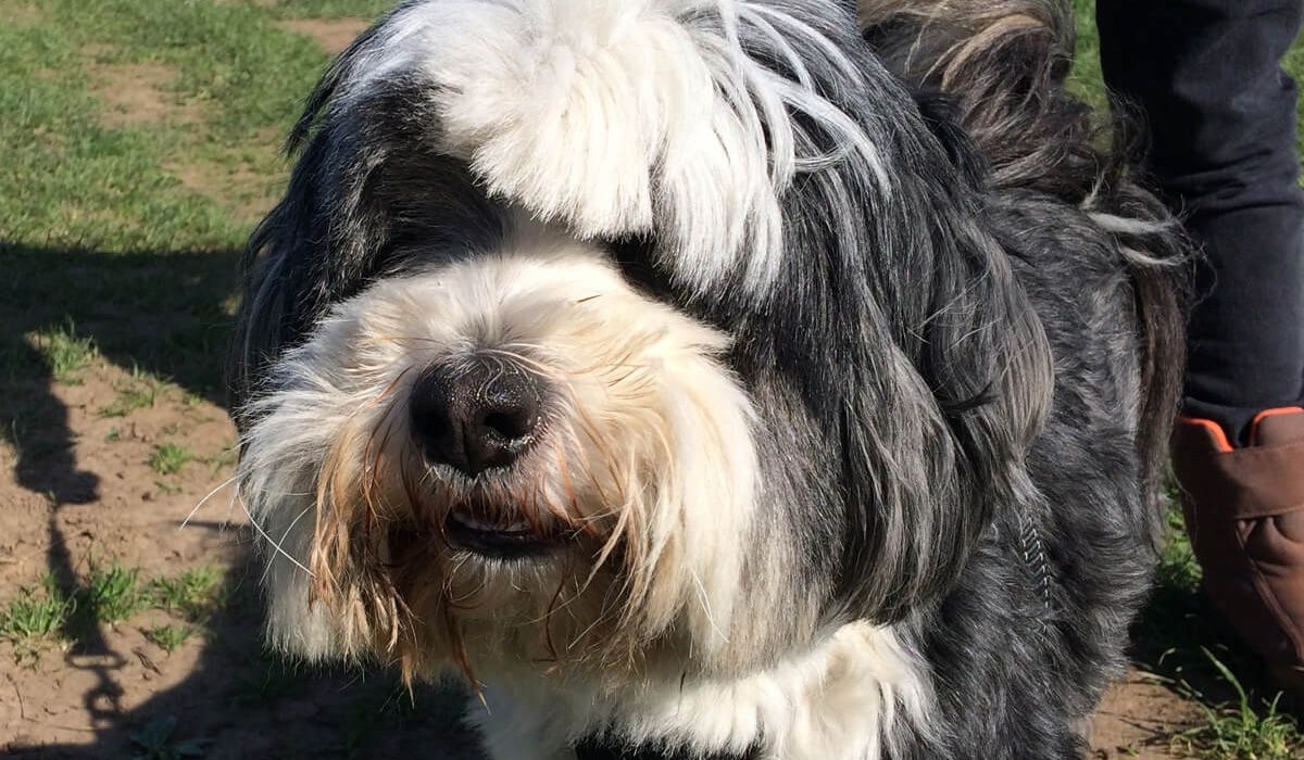 Harry sports a snazzy haircut on his black and white coat