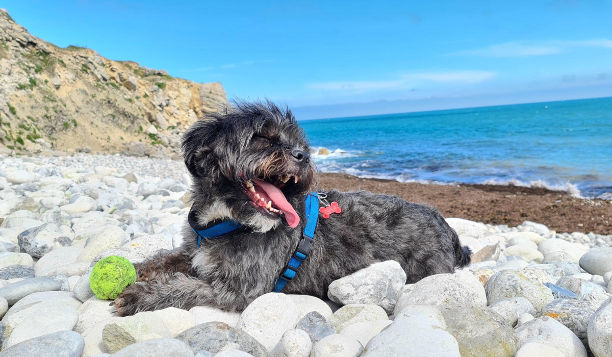 A small, happy dog is enjoying the sea breeze on a stony beach after a coastal walk and game of ball.