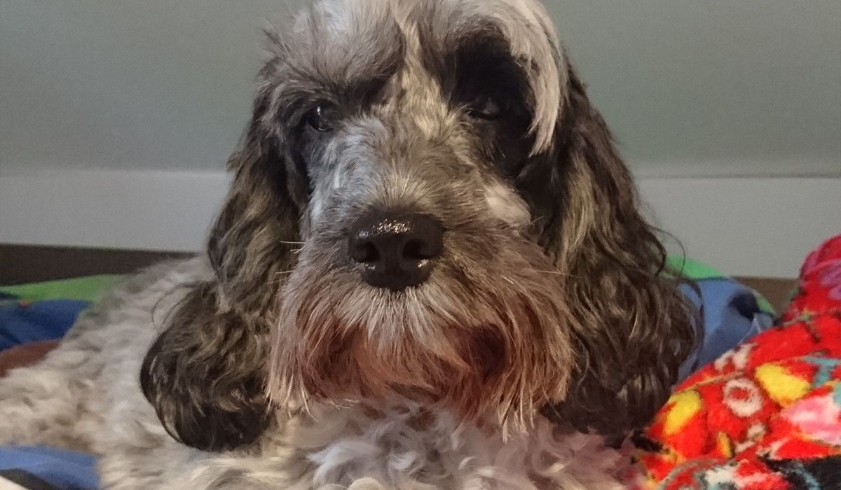 Pepper relaxes in a home with some blankets