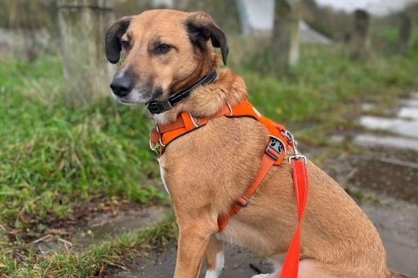 Rowan the Cross Breed sitting on a walk wearing an orange harness