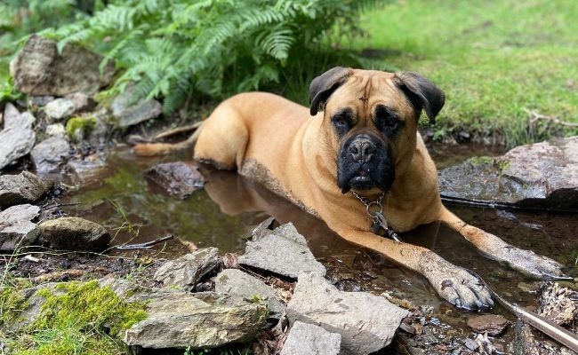 Cassey, the Bullmastiff