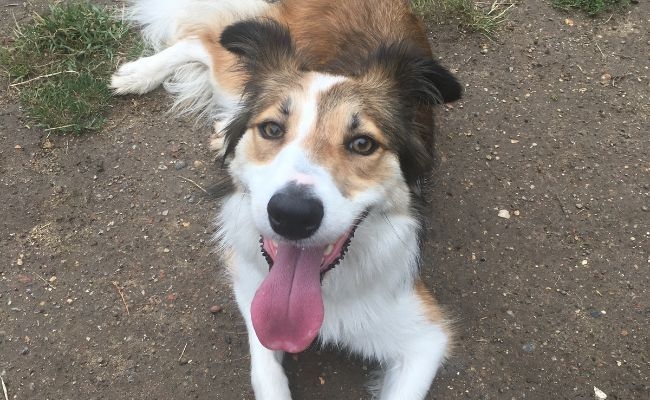 Robin, a doggy fighting loneliness