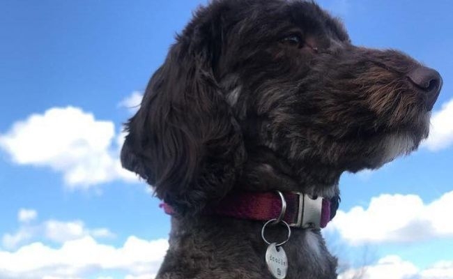 Doggy member, Doodle staring out in the distance on a walk