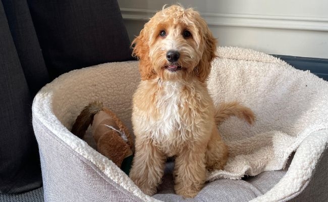 Daisy, the Cockapoo sat patiently in her large fleece lined bed