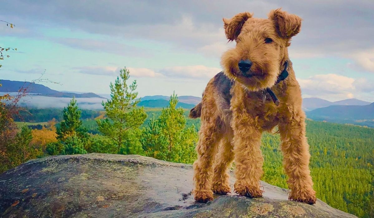 Welsh Terrier