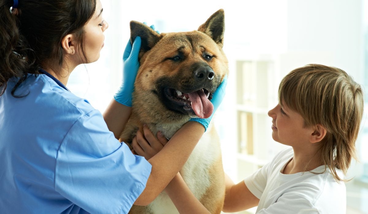 Local vets in Sunderland