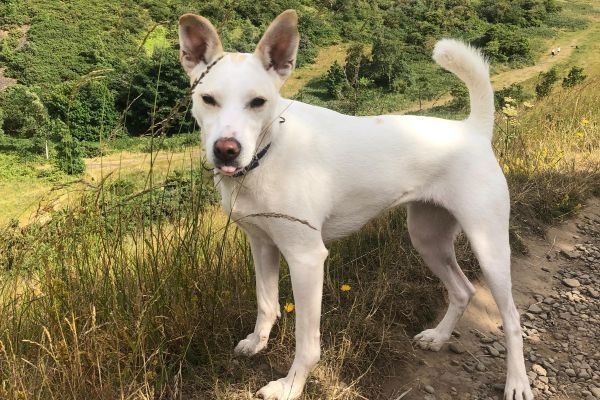 Mixed Breed Dogs